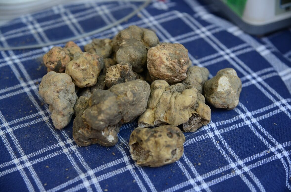 Tartufo & Alogastronomia nel borgo medioevale di Apecchio!