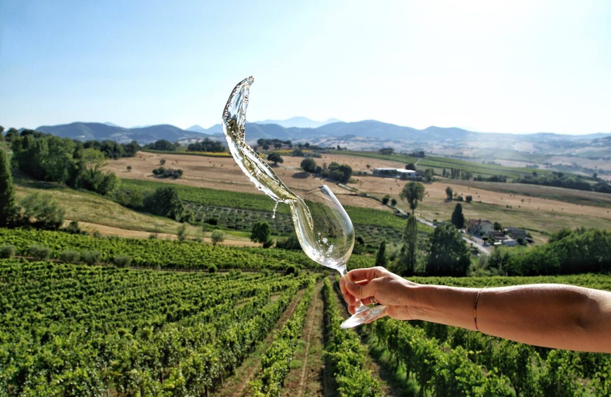 VERDICCHIO IN FESTA, TRA LE DOLCI COLLINE ROTOLANTI