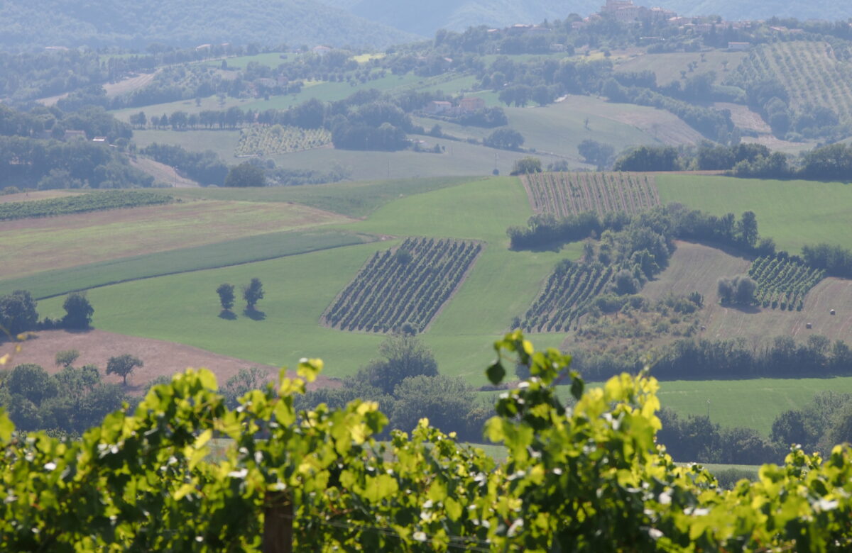 MATELICA WINE FESTIVAL PER IL GRAND TOUR DELLE MARCHE