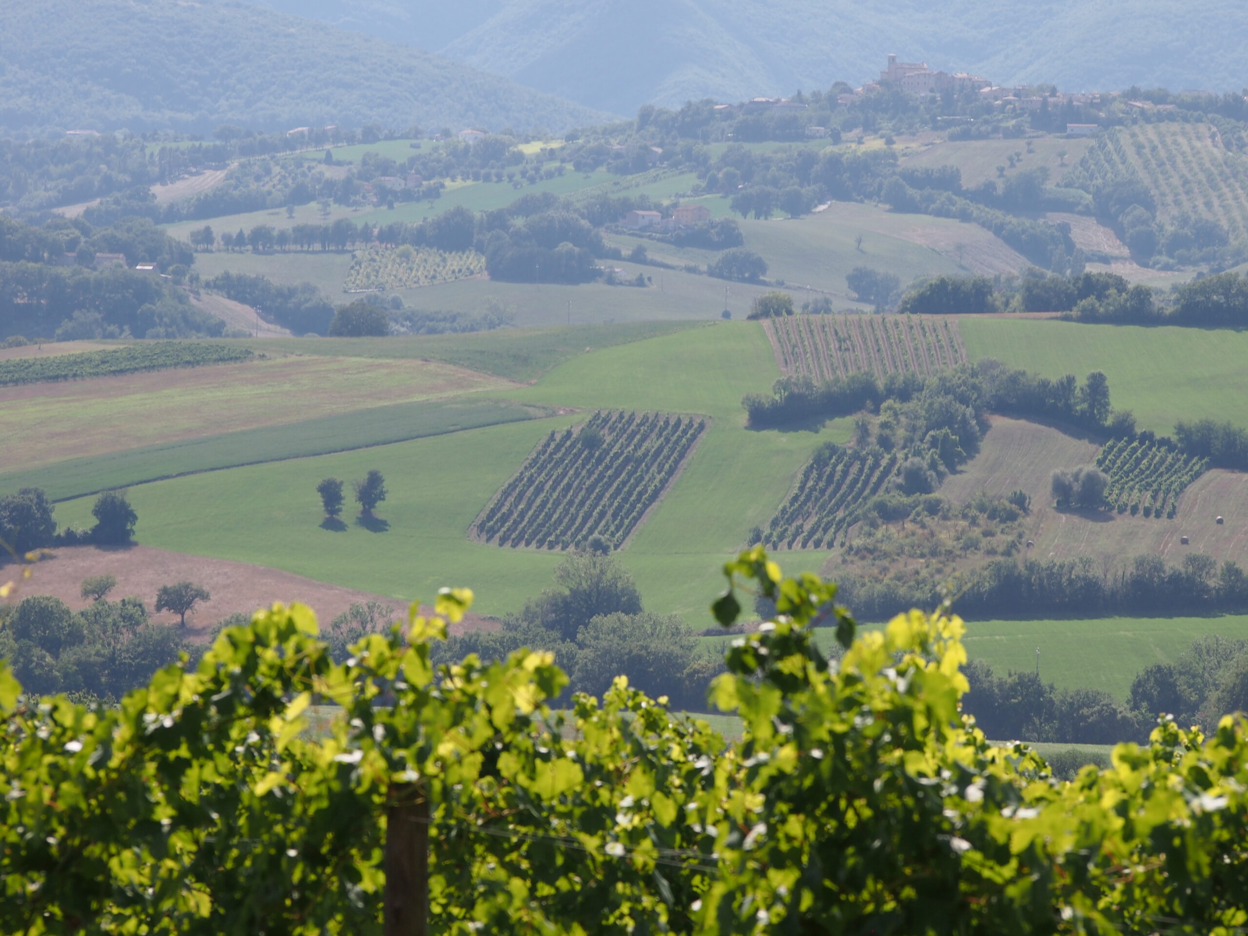  MATELICA WINE FESTIVAL PER IL GRAND TOUR DELLE MARCHE