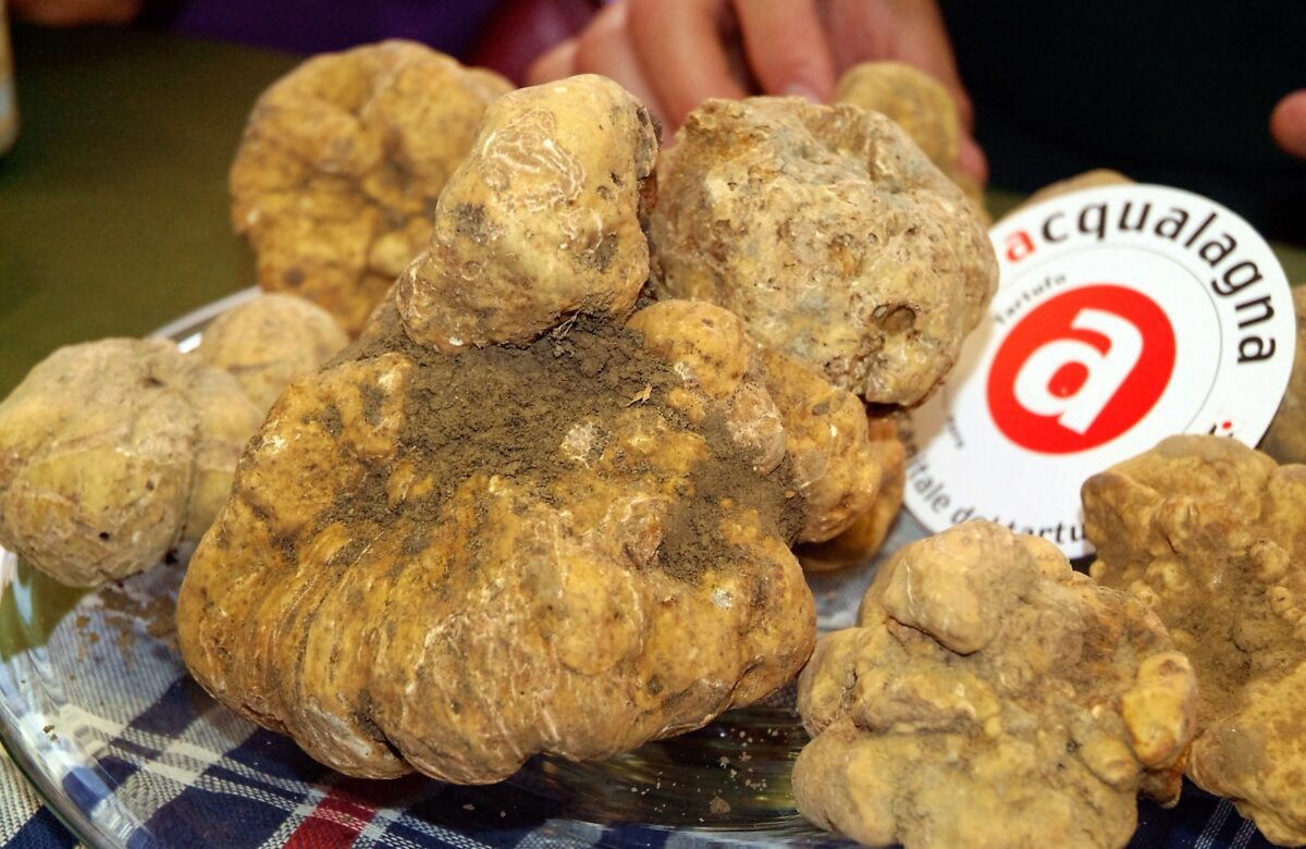 Ad Acqualagna è tartufo bianco show!