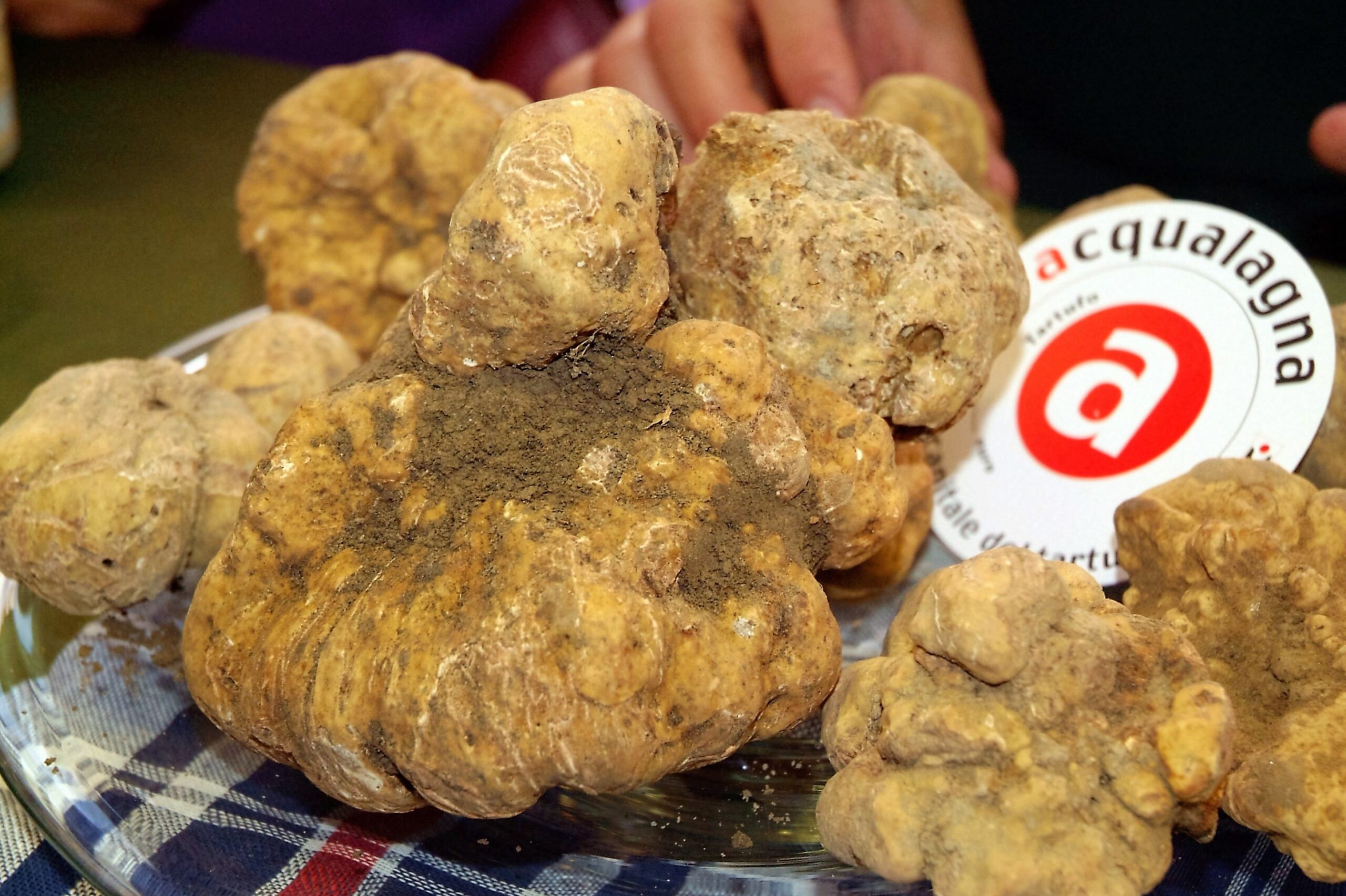  Ad Acqualagna è tartufo bianco show!