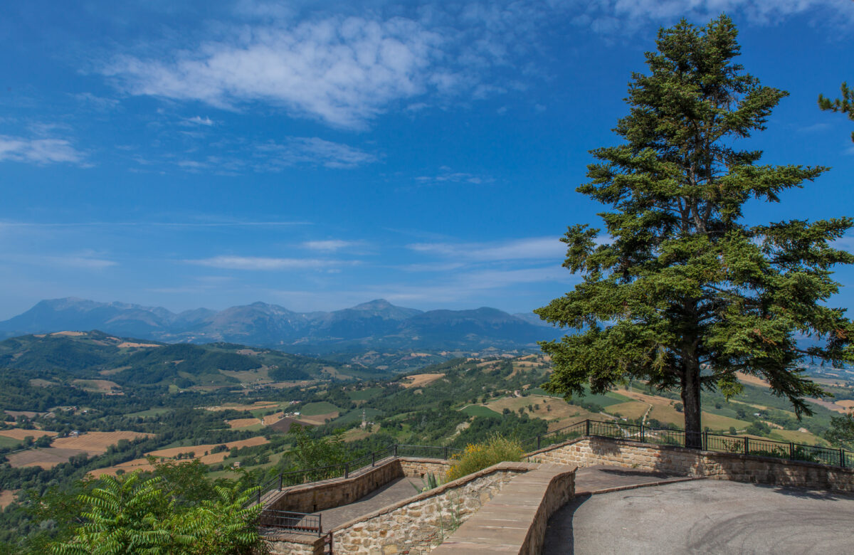CRIVELLI E MELA ROSA A MONTE SAN MARTINO
