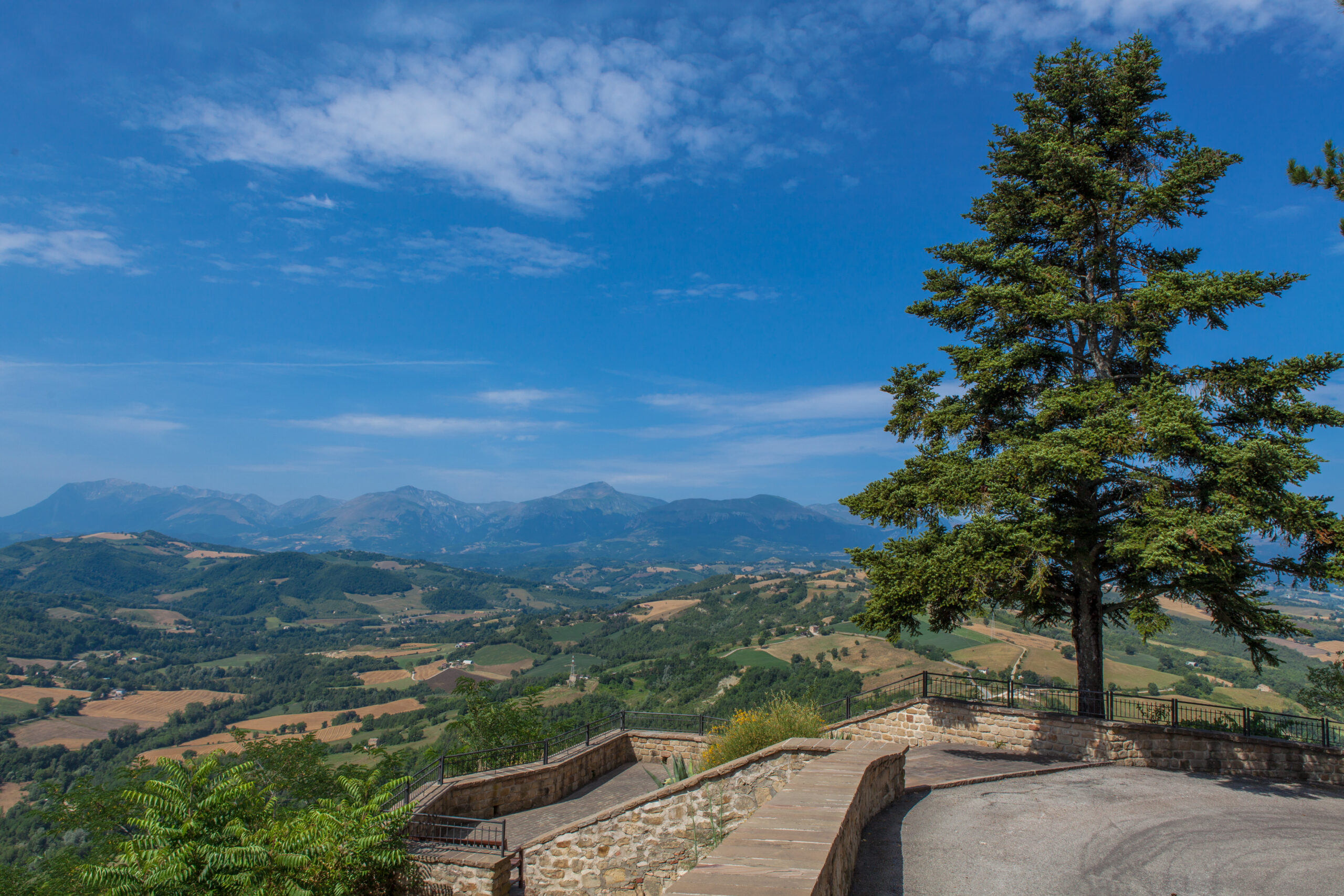  CRIVELLI E MELA ROSA A MONTE SAN MARTINO
