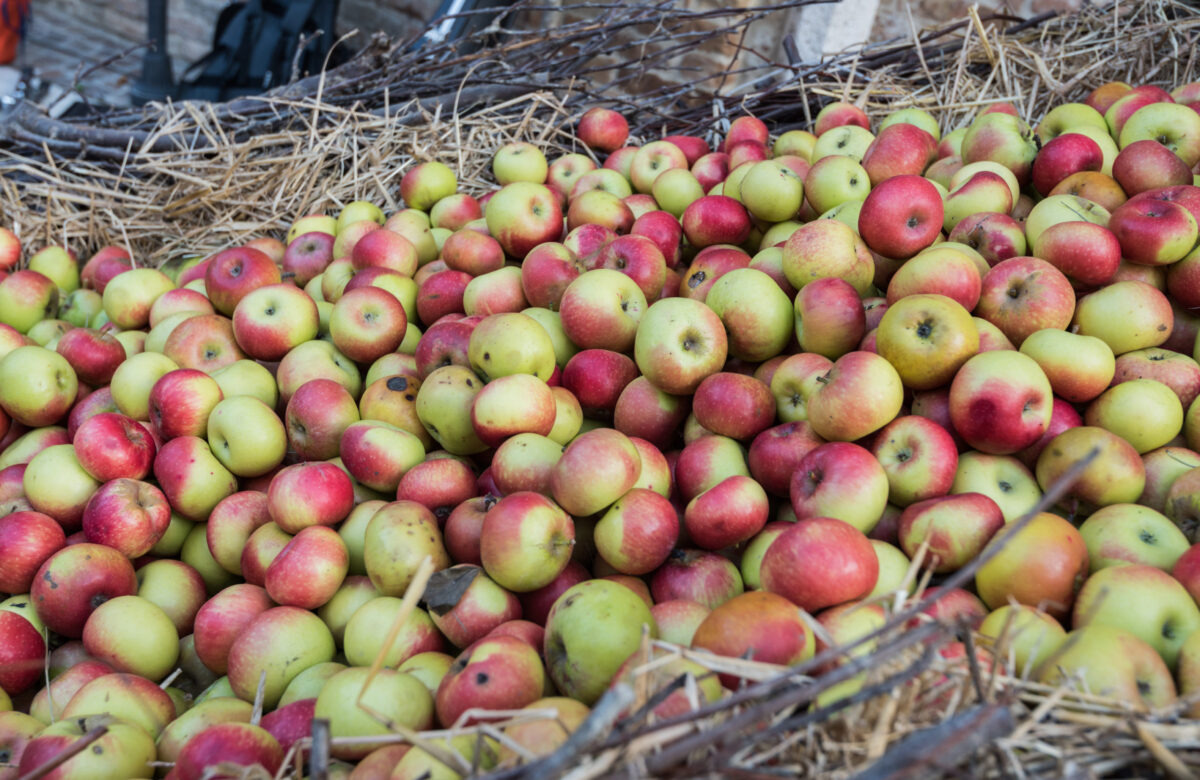 SIBILLINI IN ROSA: a Montedinove tra i profumi dell’antica e salutare mela di montagna