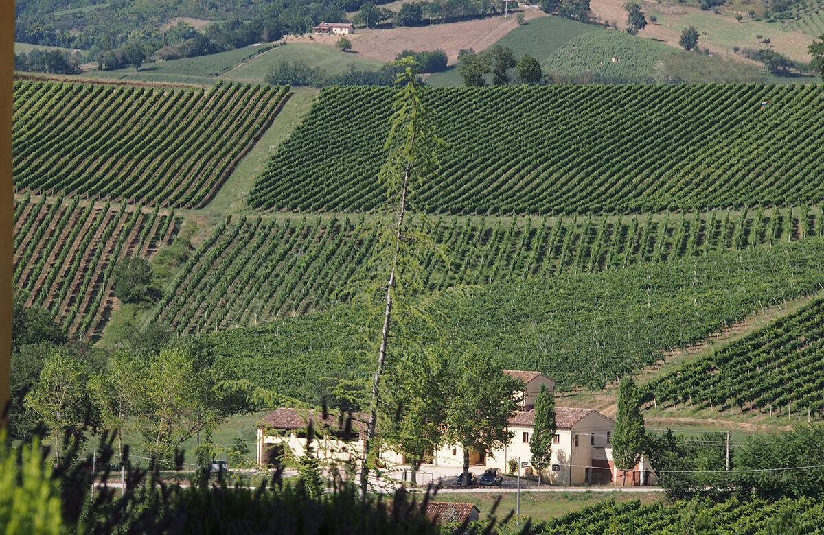 Longevità, gusto, tipicità…. siamo noi!