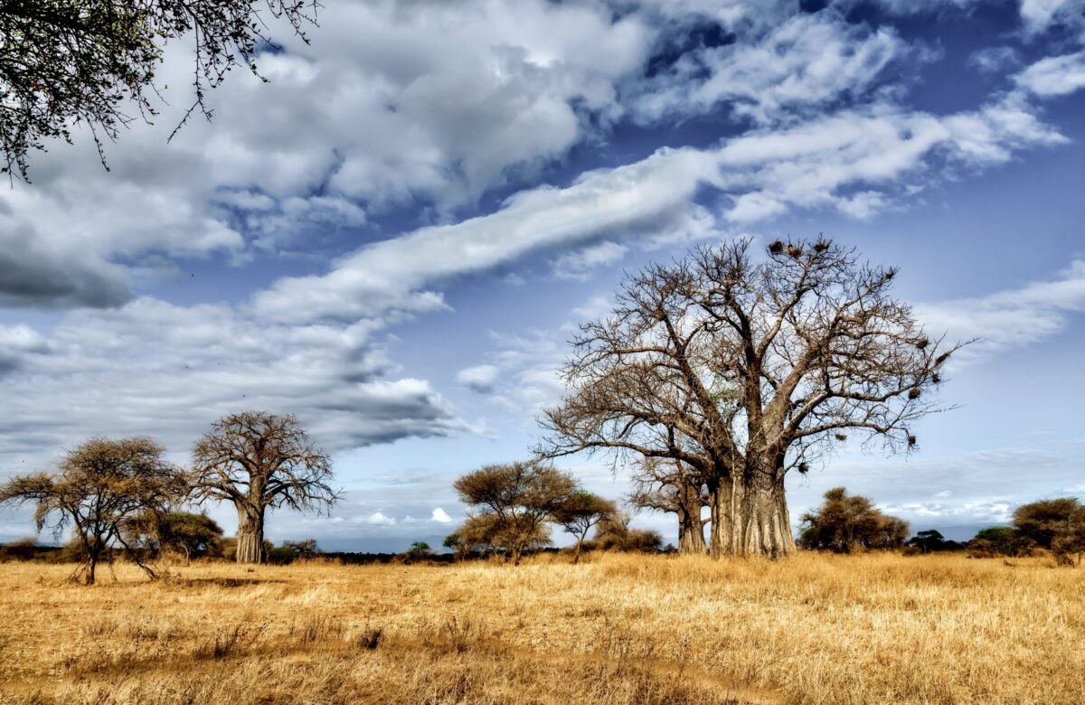 Tanzania, ospite ufficiale di Tipicità festival 2023